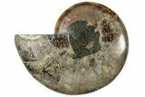 Cut & Polished Ammonite Fossil (Half) - Madagascar #310669-1